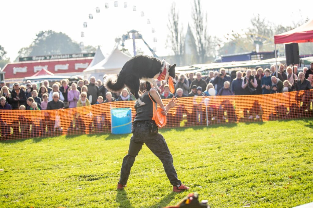 Marco und Flash bei einer Hundeshow zum Discdog
