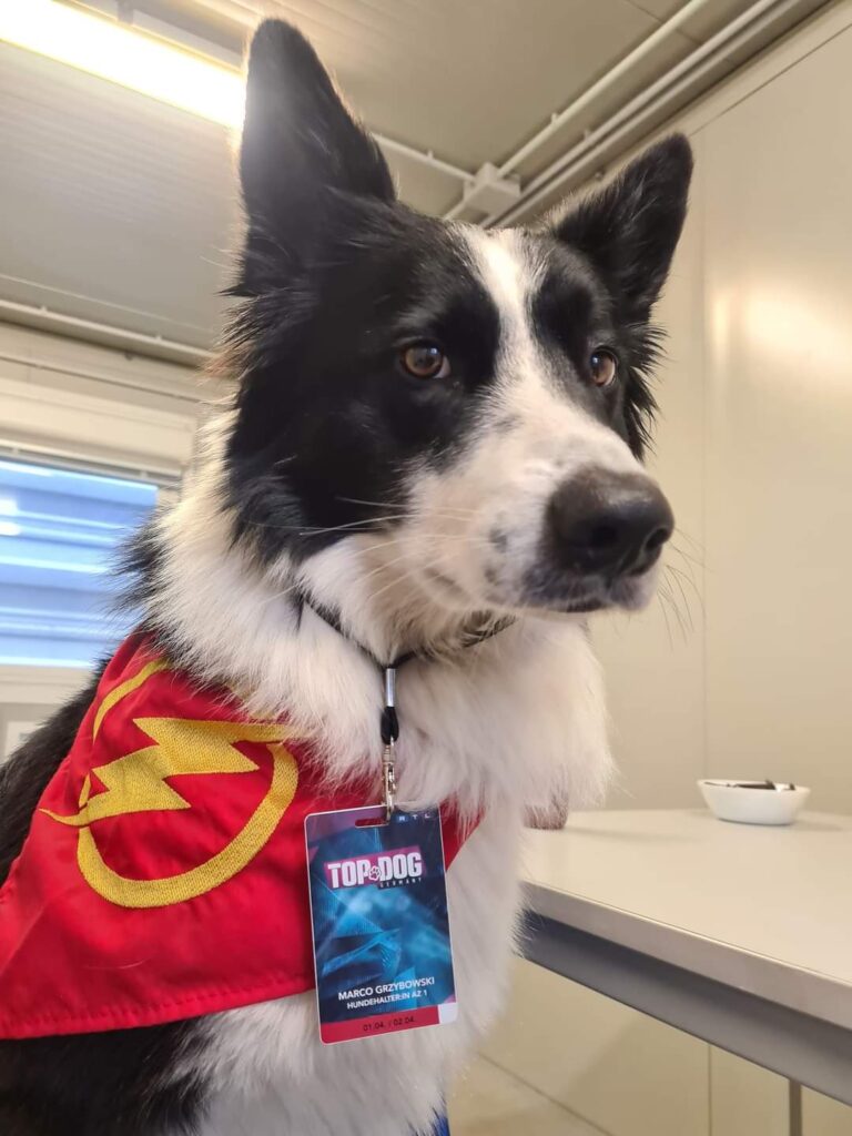 Flash der Meisterhund aus topdog