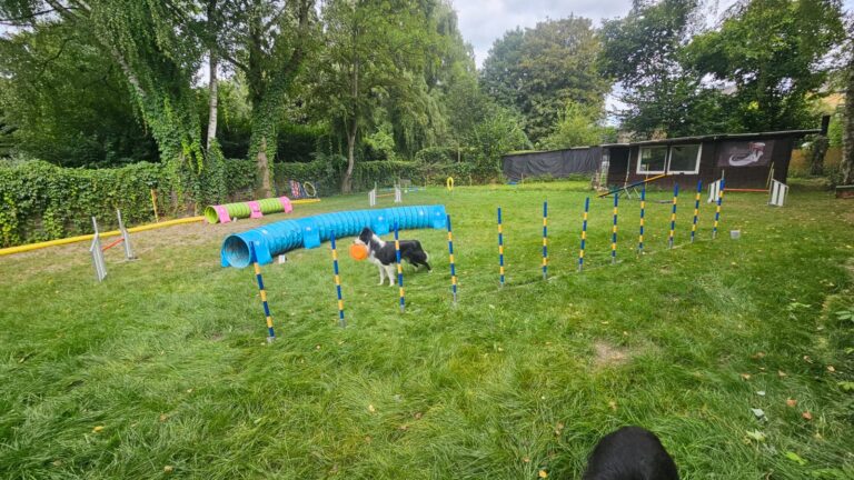 Tunnelspiele mit den Hunden in Witten