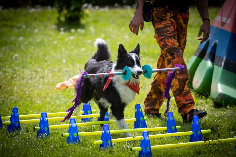 Flash der Blitz beim Hundetraining in Witten