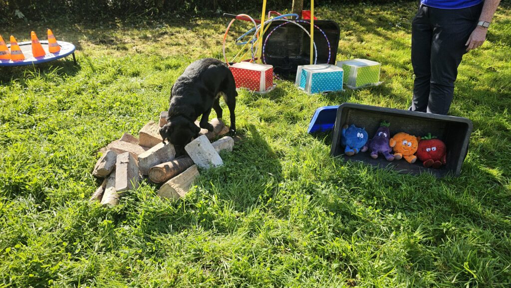 Hunde in der Schnüffelgruppe mit ganz viel Spielzeug und Auslastung