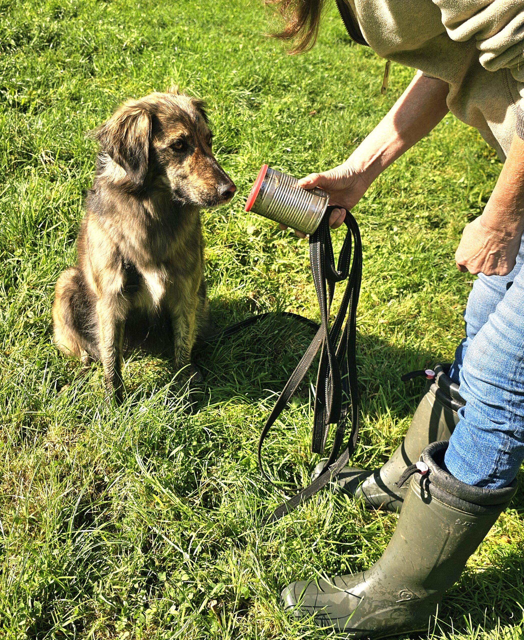 Hund bei der Schnüffel-Gruppe in Witten