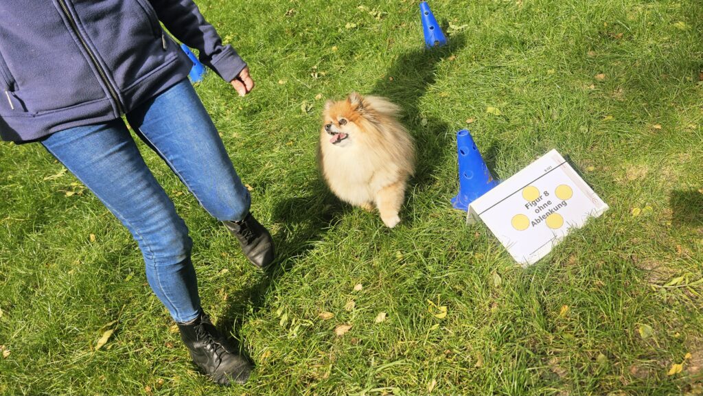 Rallye-obedience training in Witten, Bochum und Dortmund