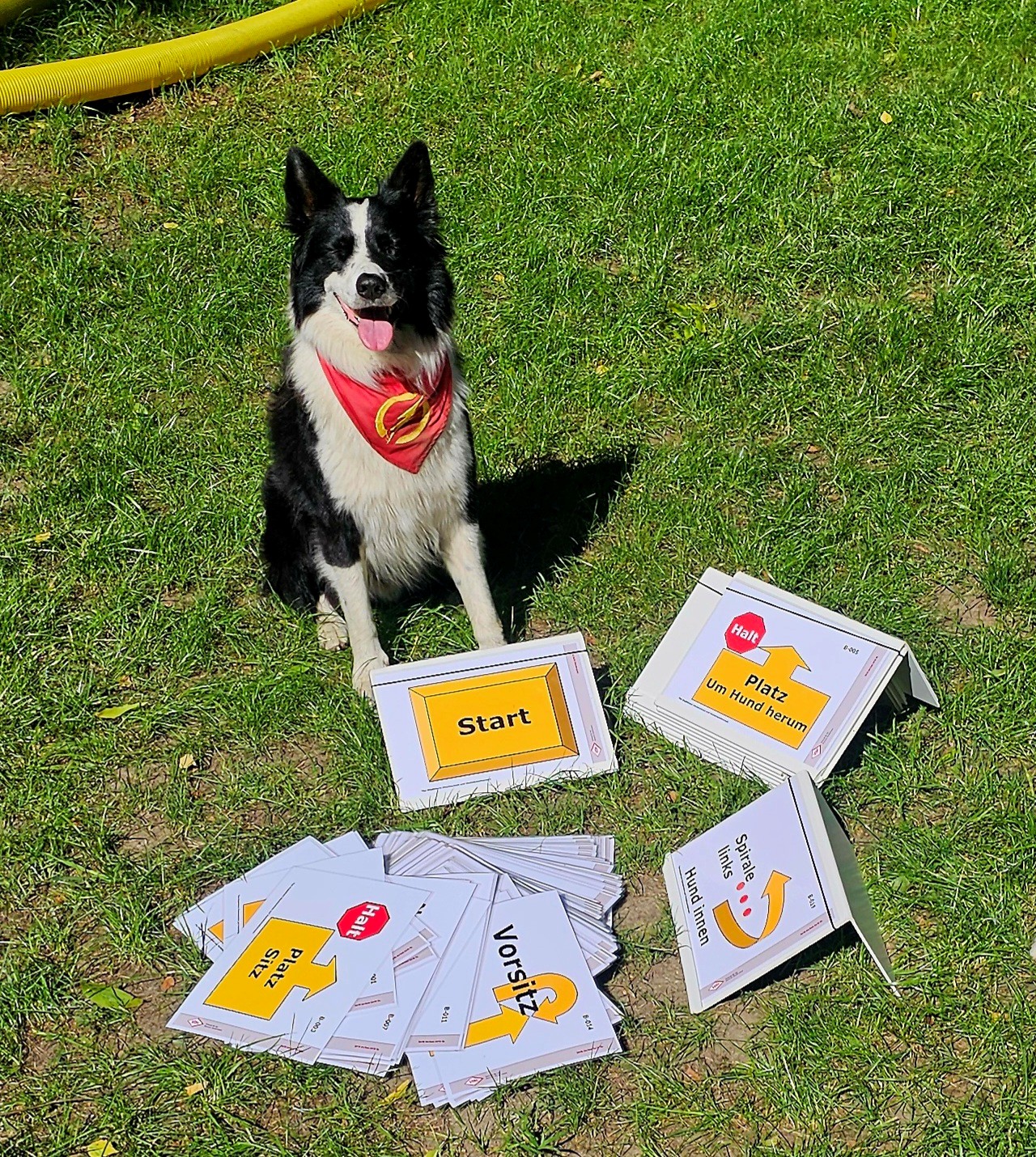 Rallye-obedience training in Witten, Bochum und Dortmund