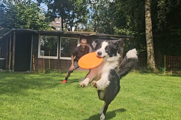 Marco und Flash beim Disc-dog training