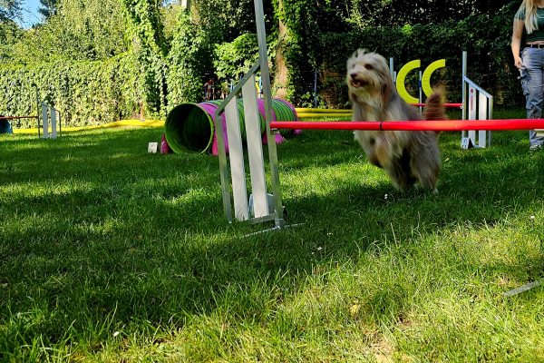 Funagility in Bochum