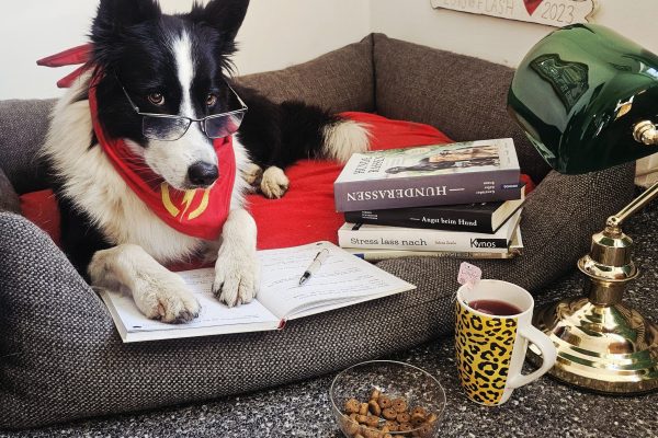 Hundeknigge Training Grundlagen Witten