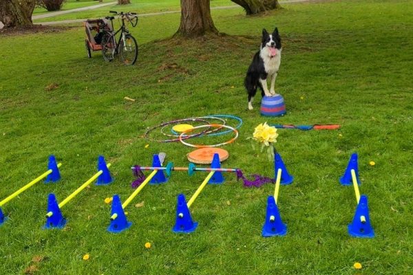 Trickdog Training mit Flash in Bochum