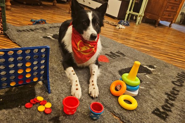 Flash Zuhause mit Büchern am Trickdog lernen