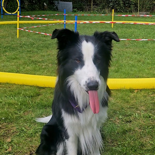 Screenshot_20240825_154235_Gallery (1)