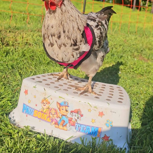 WhatsApp Bild 2025-04-26 um 09.18.24_dfd6c36a