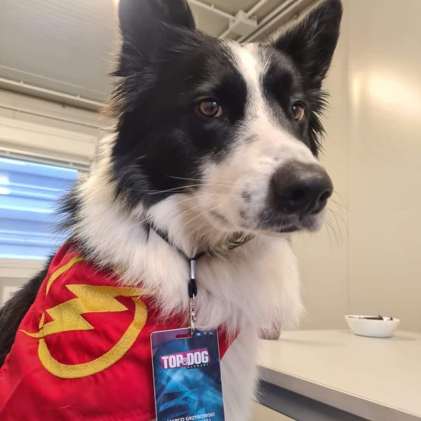 Flash der Meisterhund aus topdog