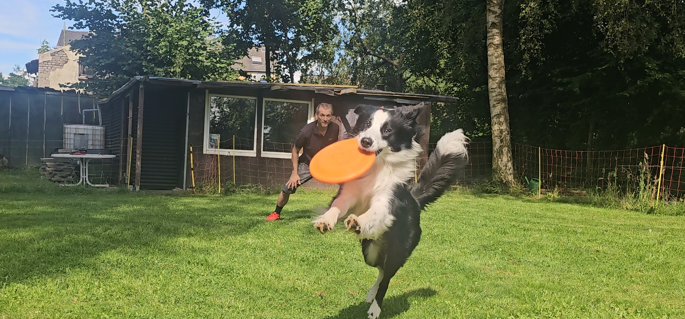 Marco und Flash beim Disc-dog training Marco und Flash beim Disc-dog training