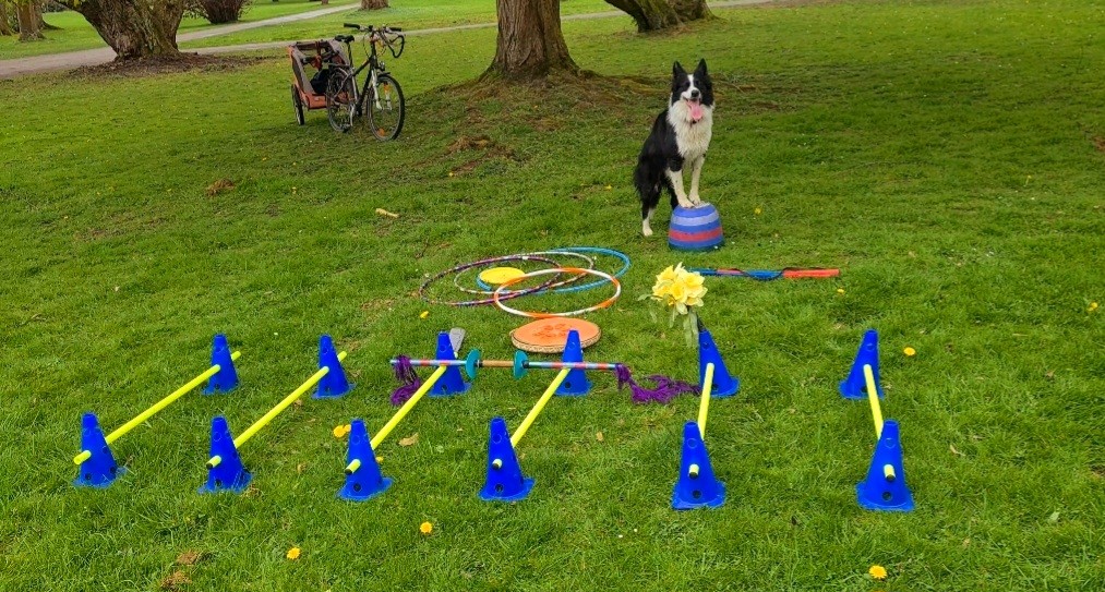 Trickdog Training mit Flash in Bochum Trickdog Training mit Flash in Bochum