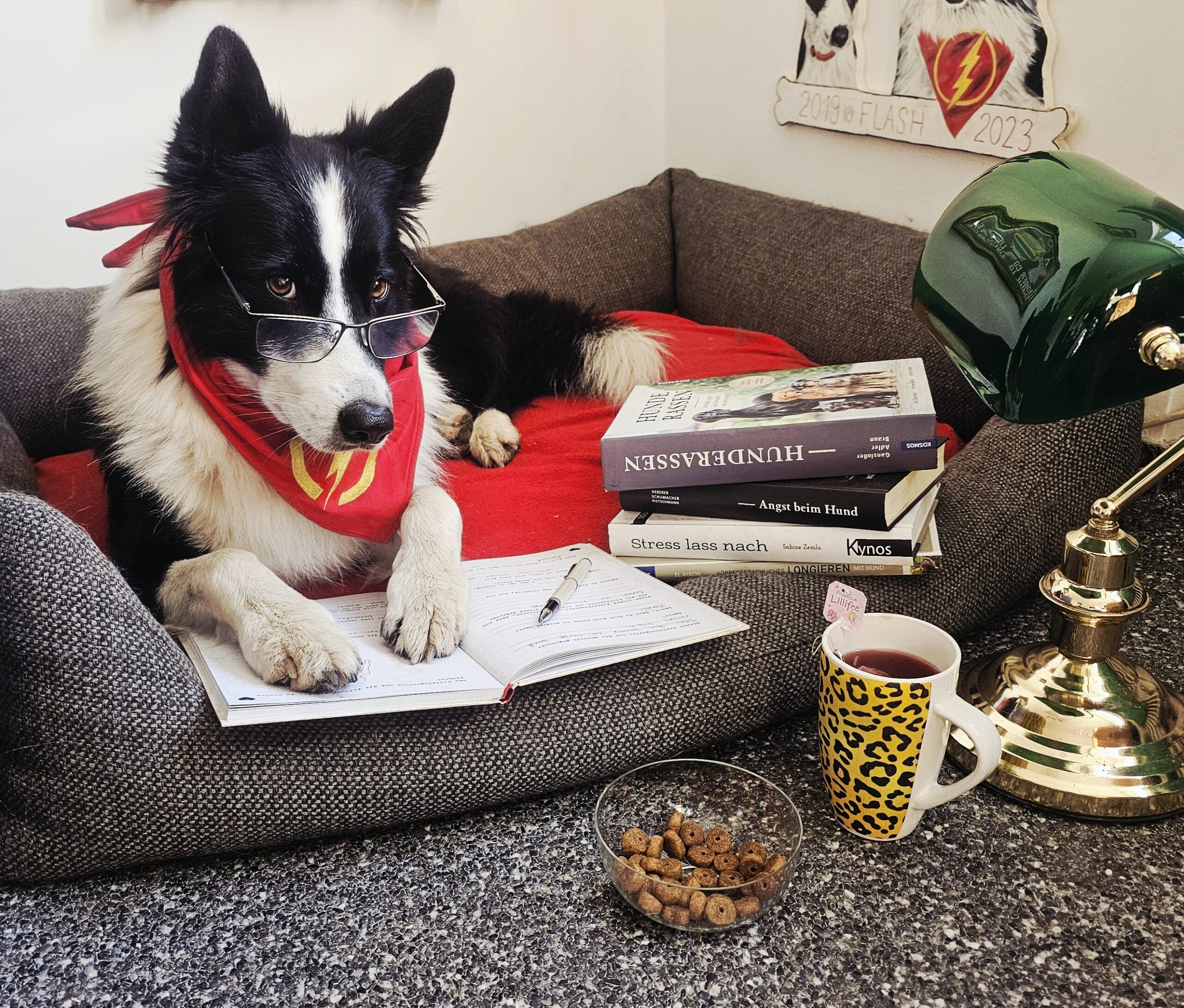 Hundeknigge Training Grundlagen Witten Hundeknigge Training Grundlagen Witten